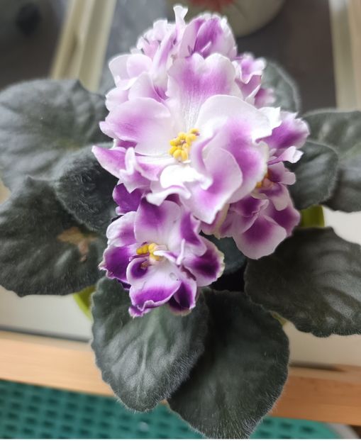 Mai 2025 - RS DIKIJ LES