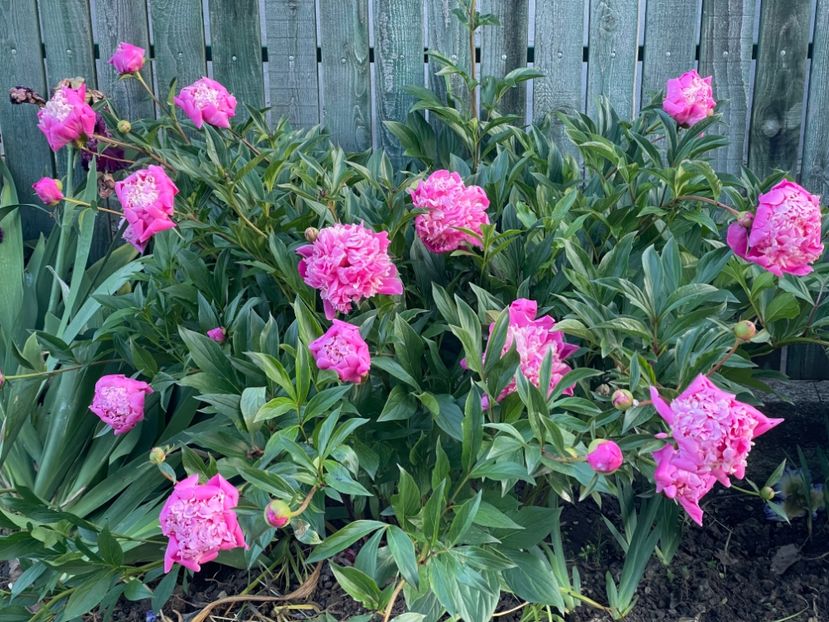  - 0005 - Gradina - 2025