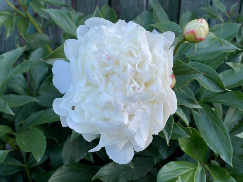  - 0005 - Gradina - 2025