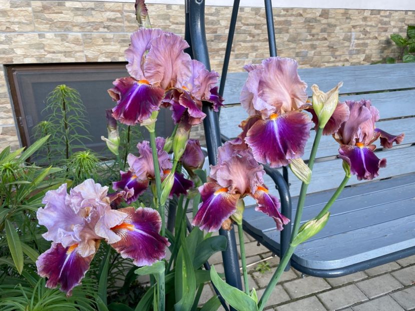  - 0005 - Gradina - 2025