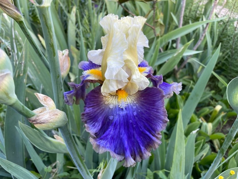  - 0005 - Gradina - 2025