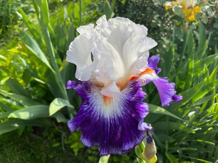  - 0005 - Gradina - 2025