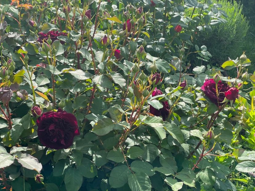  - 0005 - Gradina - 2025