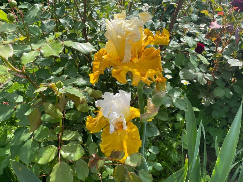  - 0005 - Gradina - 2025