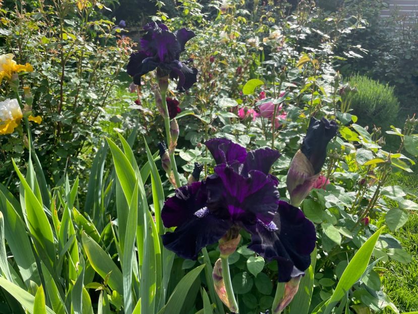  - 0005 - Gradina - 2025