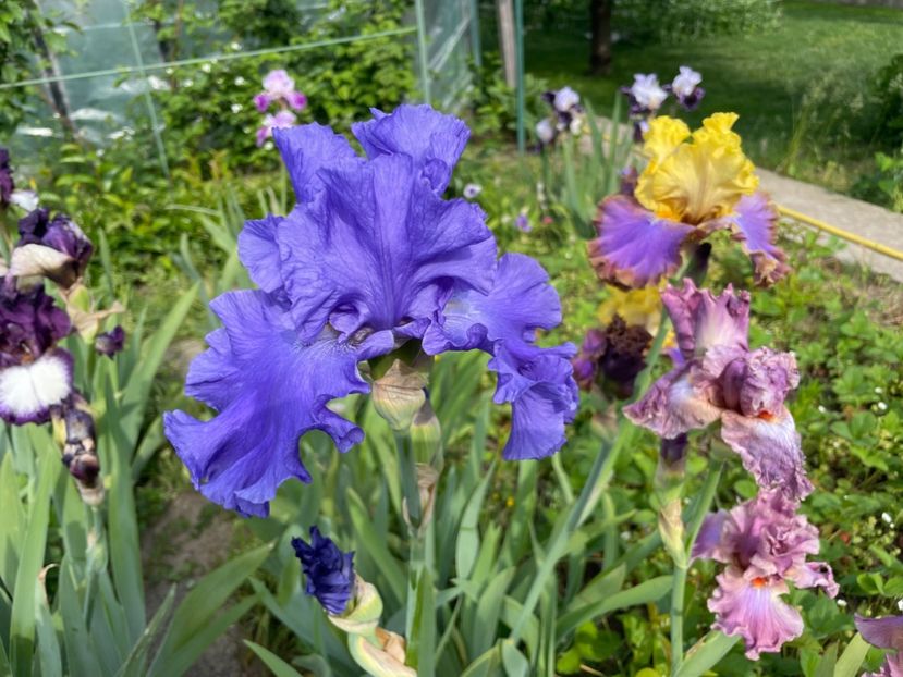  - 0005 - Gradina - 2025