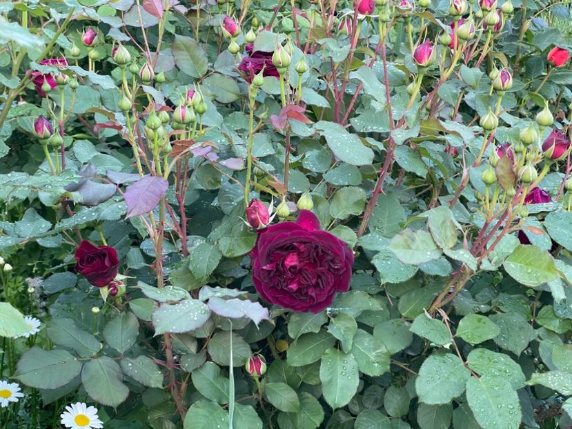  - 0008 - Trandafiri 2025