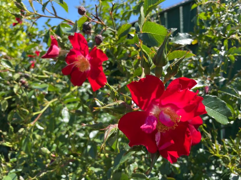  - 0008 - Trandafiri 2025