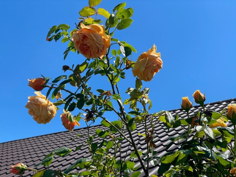  - 0008 - Trandafiri 2025