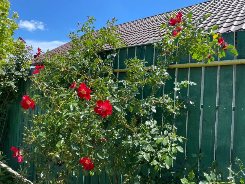  - 0008 - Trandafiri 2025