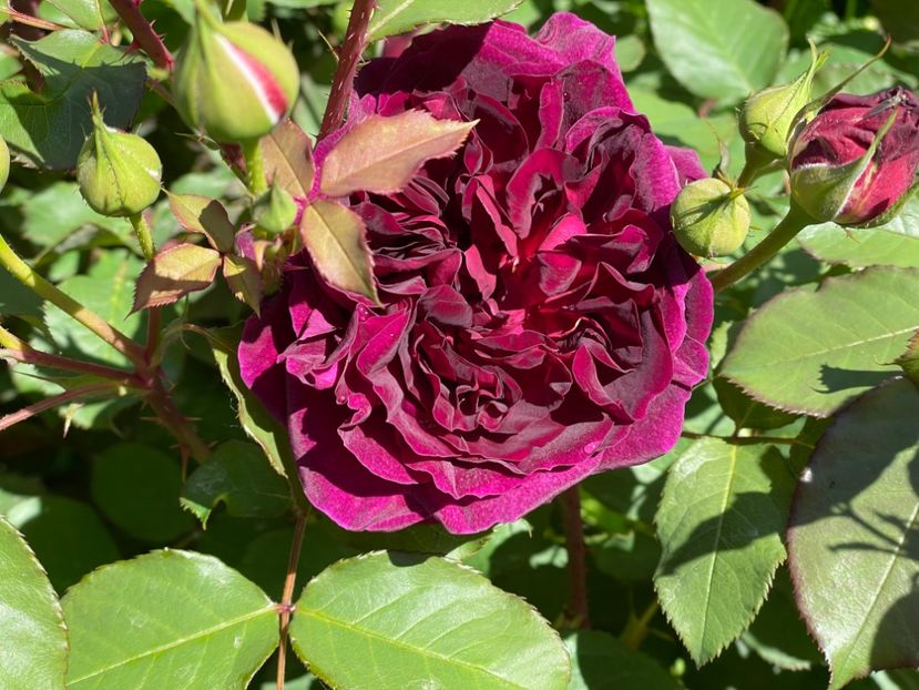  - 0008 - Trandafiri 2025