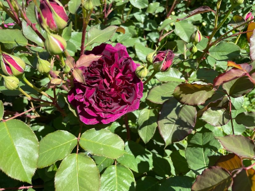  - 0008 - Trandafiri 2025