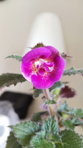  - 2025-Aurika s Raspberry Yolk