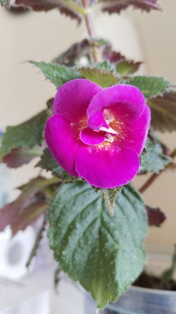  - 2025-Aurika s Raspberry Yolk