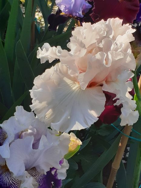  - IRIȘI 2024 - 2 _ 2025