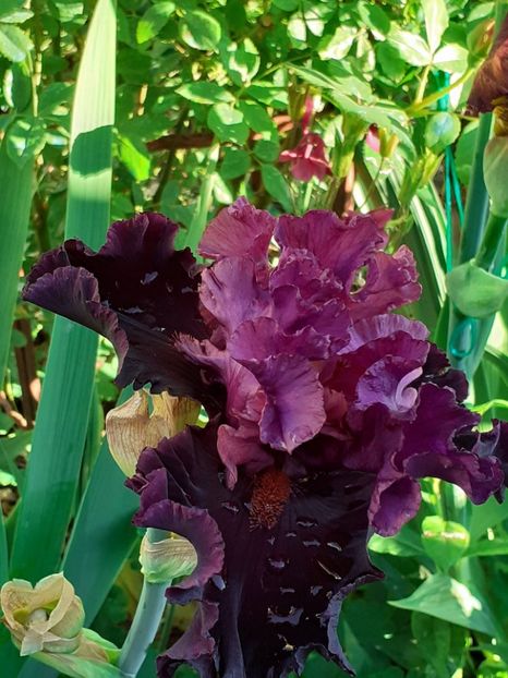  - IRIȘI 2024 - 2 _ 2025