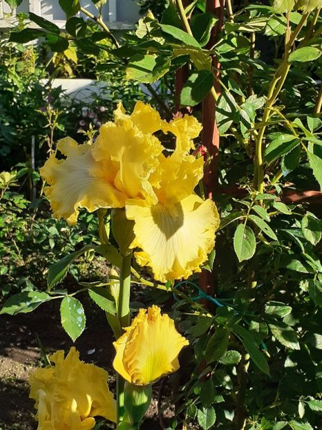  - IRIȘI 2024 - 2 _ 2025