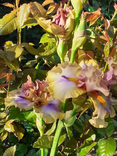  - IRIȘI 2024 - 2 _ 2025