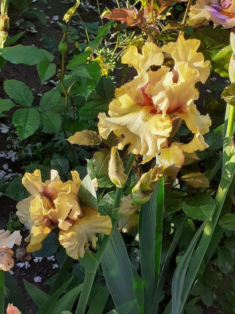  - IRIȘI 2024 - 2 _ 2025