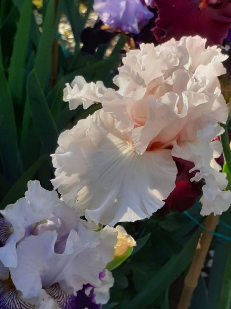  - IRIȘI 2024 - 2 _ 2025