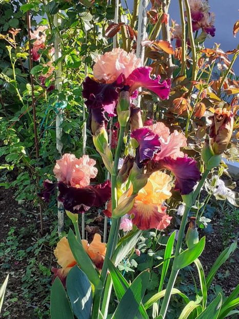  - IRIȘI 2024 - 2 _ 2025