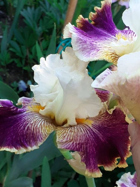  - IRIȘI 2024 - 2 _ 2025