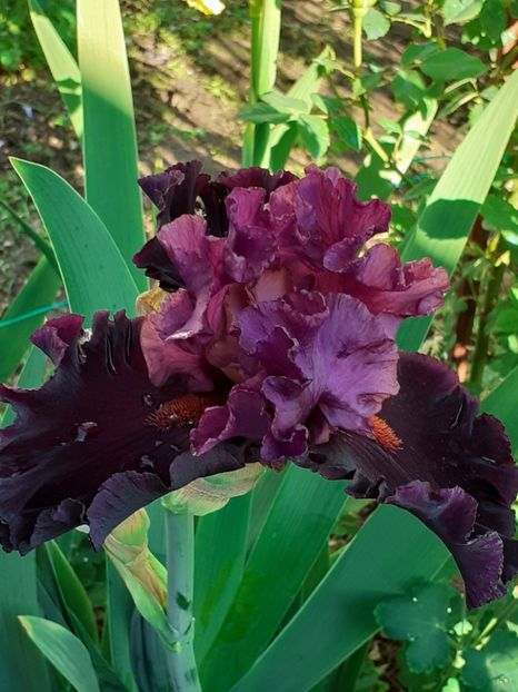  - IRIȘI 2024 - 2 _ 2025