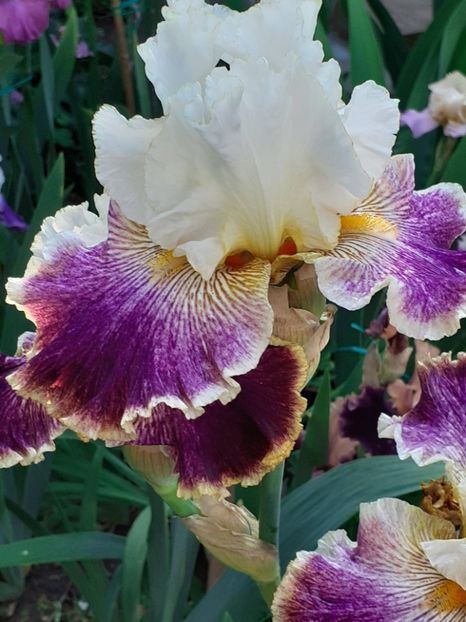  - IRIȘI 2024 - 2 _ 2025