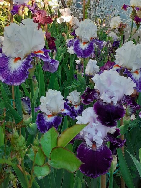  - IRIȘI 2024 - 2 _ 2025