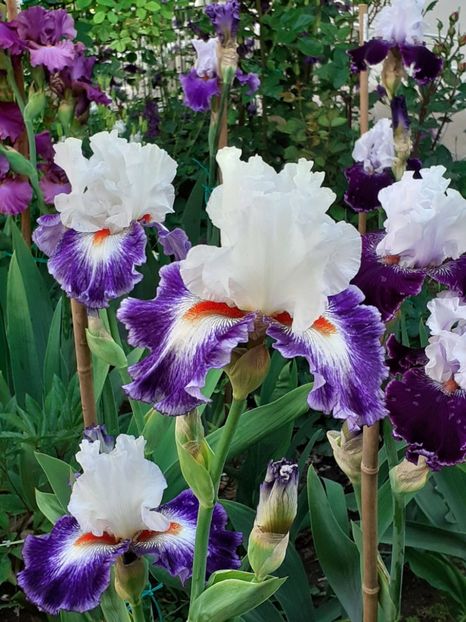  - IRIȘI 2024 - 2 _ 2025