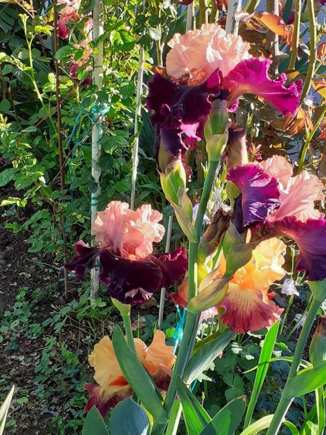  - IRIȘI 2024 - 2 _ 2025