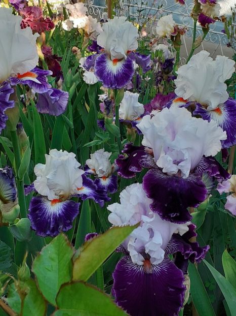  - IRIȘI 2024 - 2 _ 2025