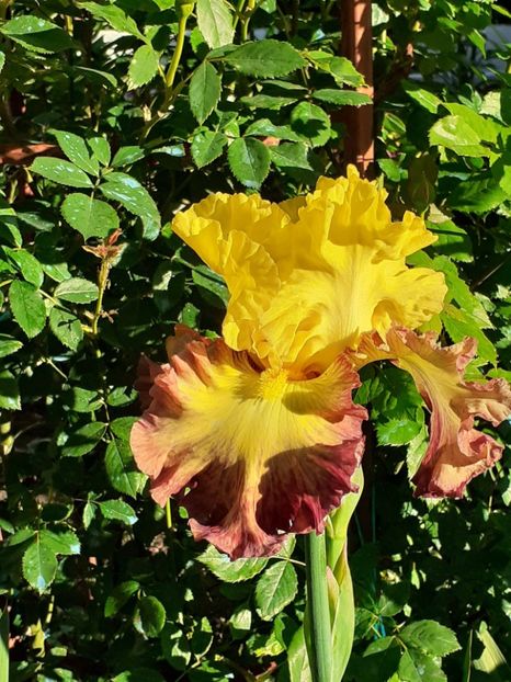  - IRIȘI 2024 - 2 _ 2025