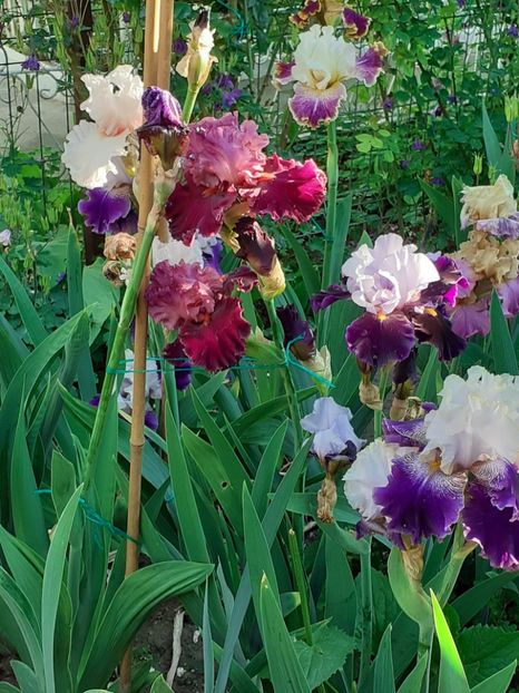  - IRIȘI 2024 - 2 _ 2025