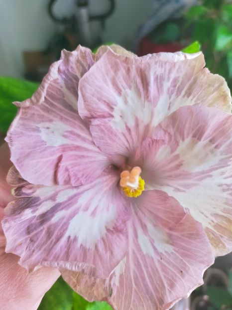 IMG20250518105324 - Hibiscus