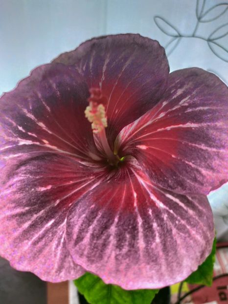 IMG20250415140444 - Hibiscus