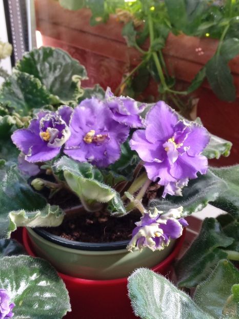  - VIOLETE