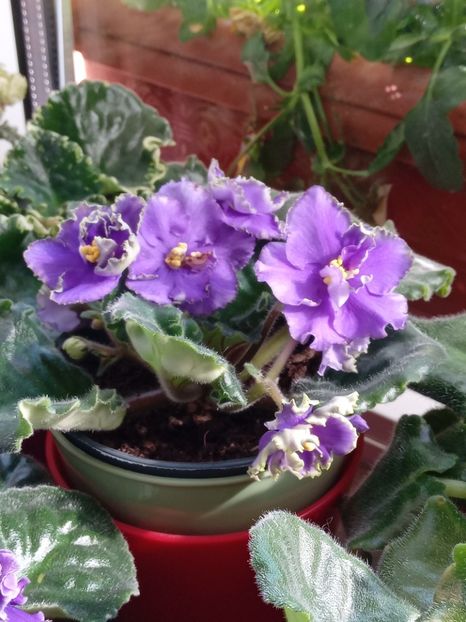  - VIOLETE