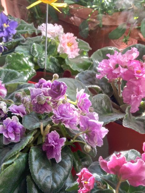  - VIOLETE