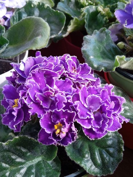  - VIOLETE