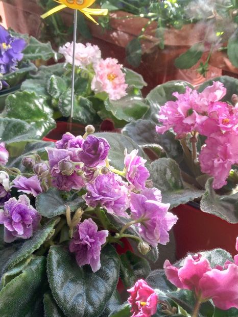  - VIOLETE