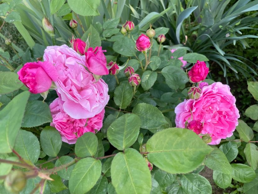  - 0008 - Trandafiri 2025