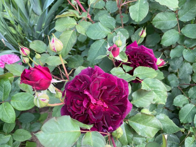  - 0008 - Trandafiri 2025