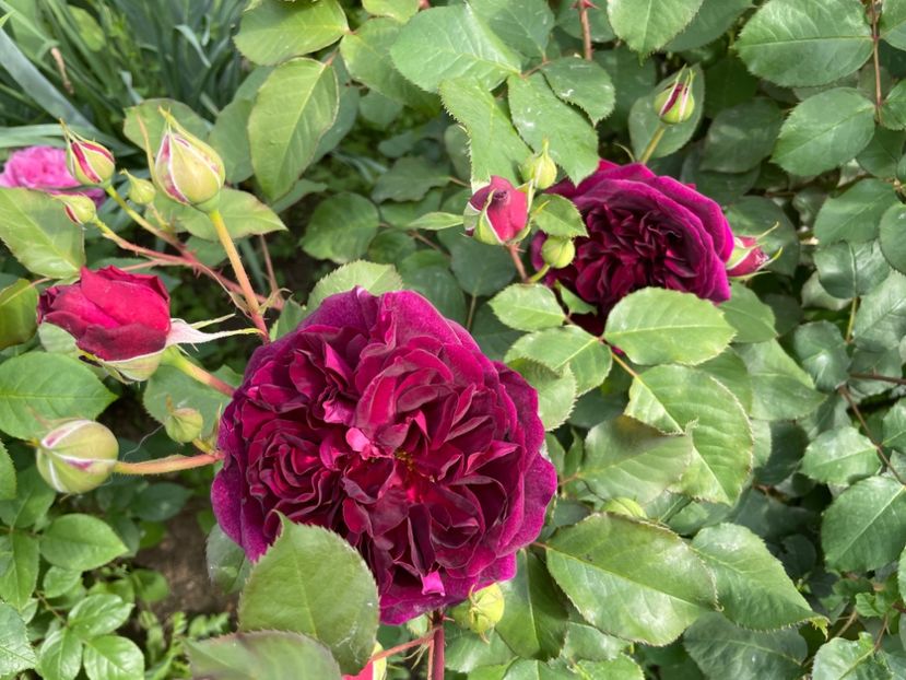  - 0008 - Trandafiri 2025