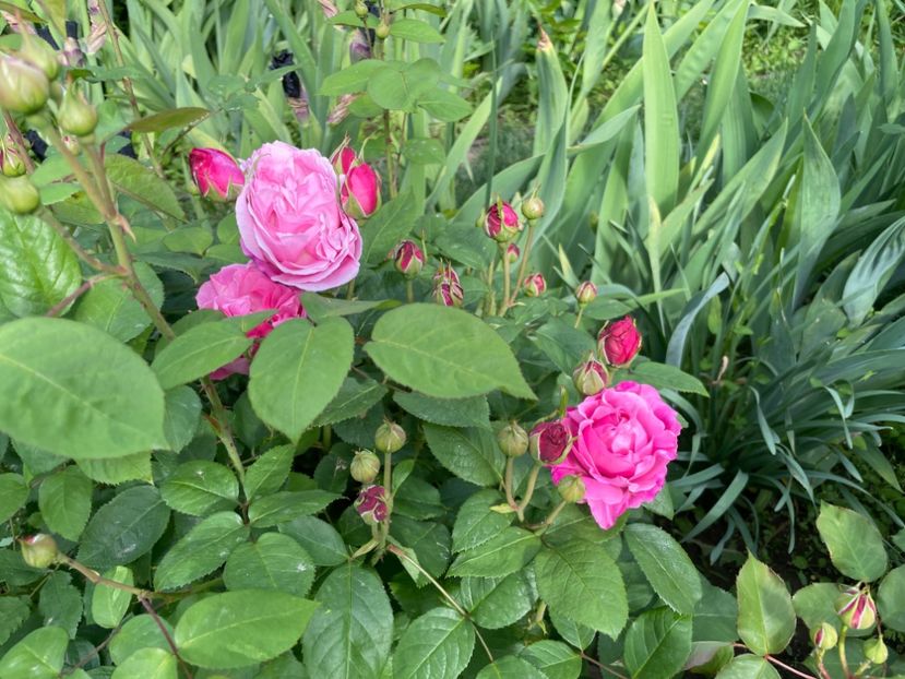  - 0008 - Trandafiri 2025