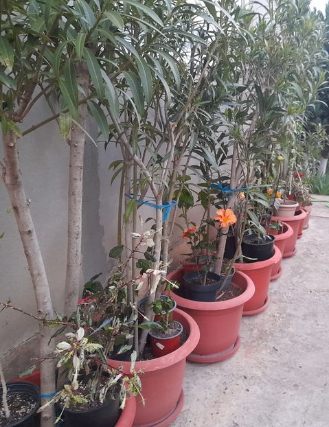  - 1111 Bucurii florale 2025