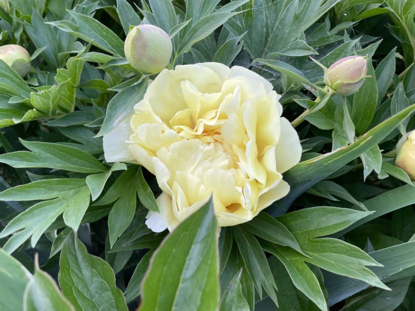  - 0005 - Gradina - 2025