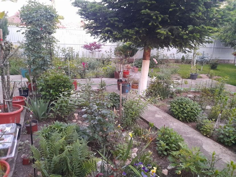  - 1111 Bucurii florale 2025