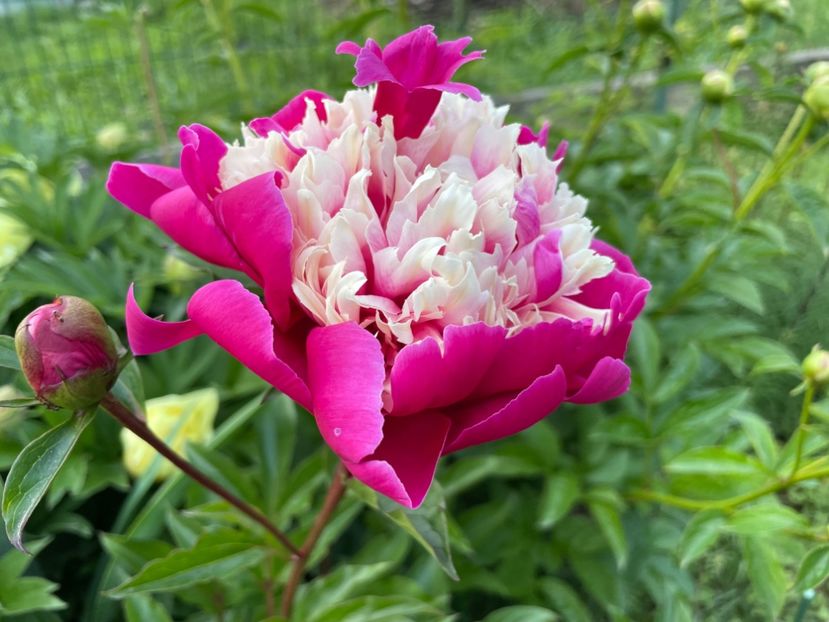  - 0005 - Gradina - 2025