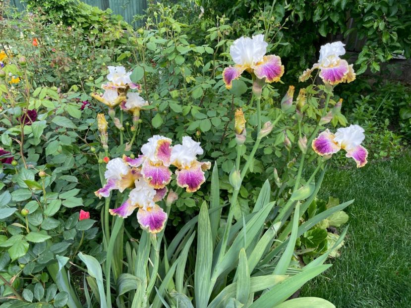  - 0005 - Gradina - 2025